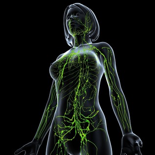 An illustration of the lymphatic system in a woman
