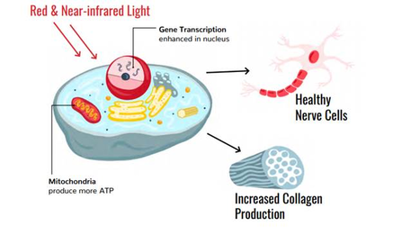 An illustration of benefits of red light therapy for mitochondria