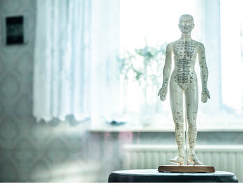 An acupuncture model sits on a table with a window in the background