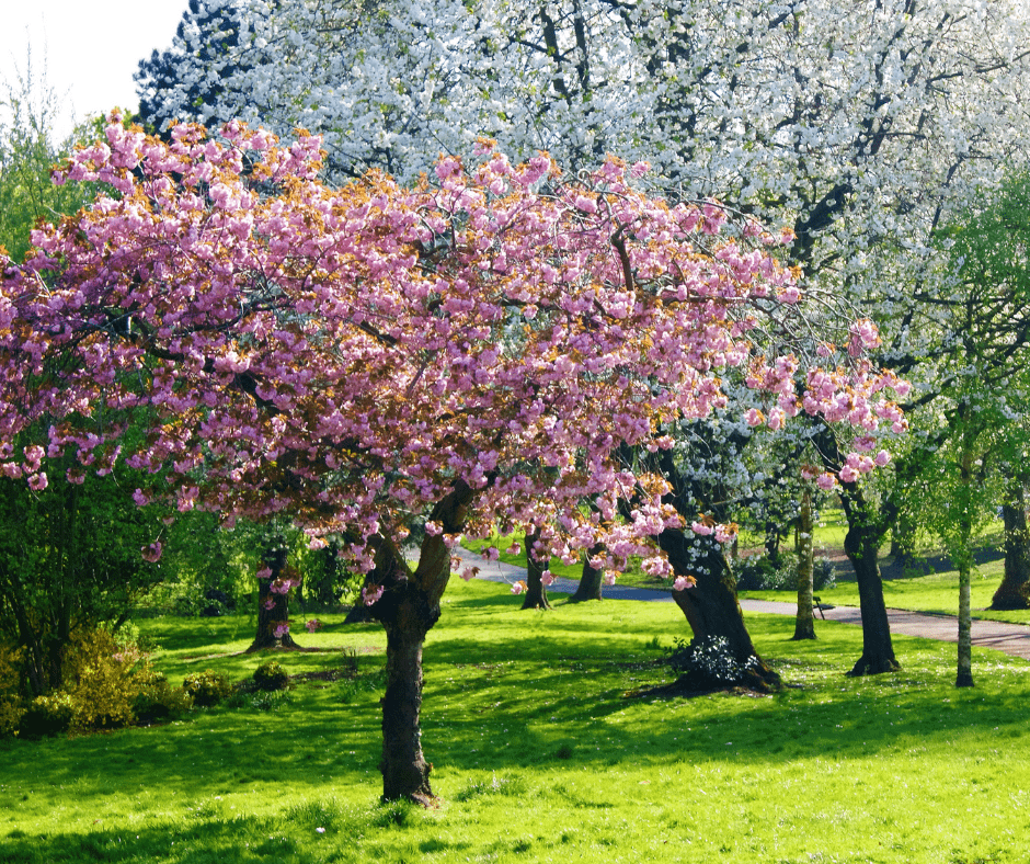 Trees in full bloom in the spring time, with flowers of pink and white